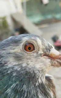 کبوتر مسافتی
