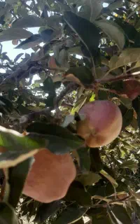 سیب قرمز و زرد دماوند