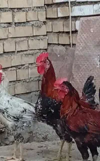 سه عدد خروس