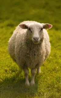 کارگر برای دوشیدن گوسفند