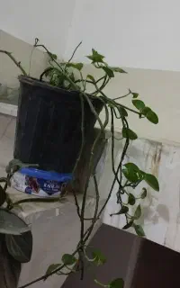 قلمه پتوس و ی گلدان بزرگ پتوس سبز