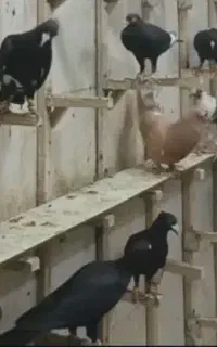 کفترمینا سیاه بی چشم باخت دا دام