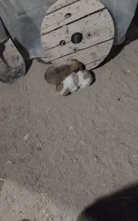 توله افغان