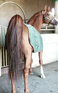 کره اسب مادیون دره‌شوری شجره دار