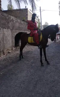 اسب نریان