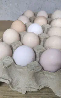 تخم لاری اصل افغان