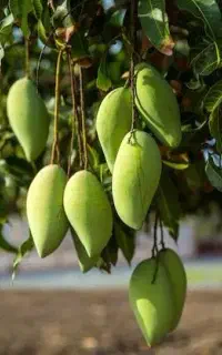 ۲۰۰کیلو از یک درخته انبه برداشت کن