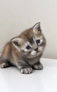بچه گربه بریتیش با رنگ و فیس خاص