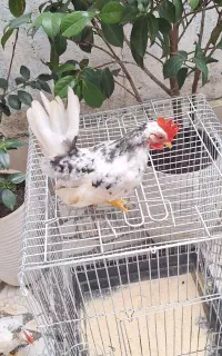 خروس جاپنیز