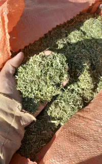 کاه یونجه