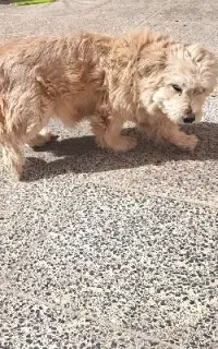 واگذاری سگ شیتزو