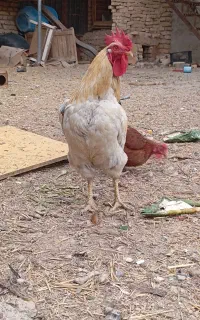 خروس