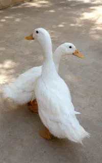 یک جفت اردک سالم فروشی