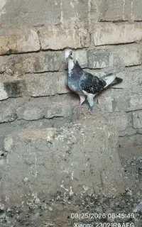 کبوتر گمشده