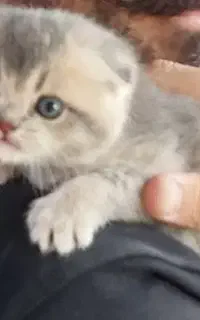 اسکاتیش اصیل بلوگلد