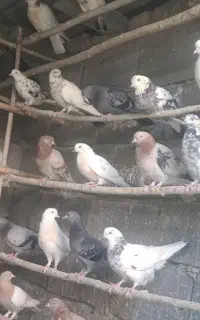 کفتر پرشی