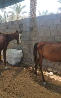 فروش اسب مادیون عرب کورسی با کره نریان