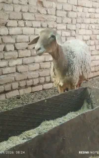 یک راس بره ماده یک راس کاور چهار دندون