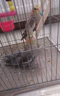 جوجه ماده ۲ماهه  دستی