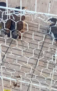 جوجه مینا