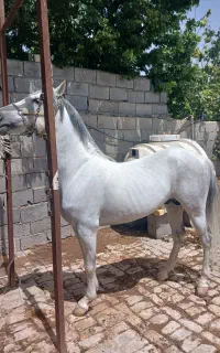 فروش اسب کورد