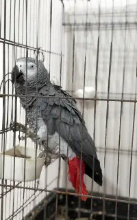 کاسکو
