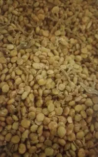 سماق کیلویی ۷۰۰