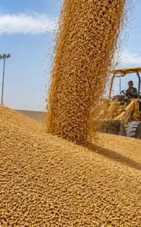 فروش‌گندم