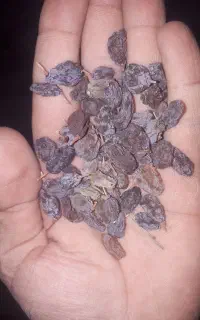 مقدار یک تن کشمش آفتابی و ۱۳۰ کیلو بادام