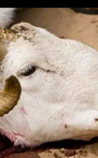 قصاب سیار