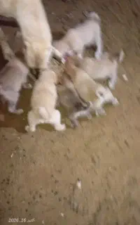 توله گانکال اصل