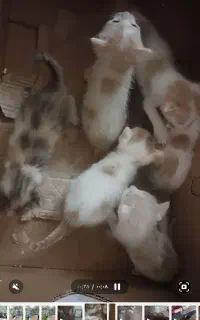 واگذاری شیشه بچه گربه خوشکل