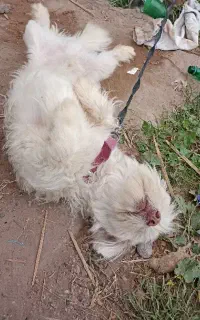 سگ پاکوتاه بازیگوش نر