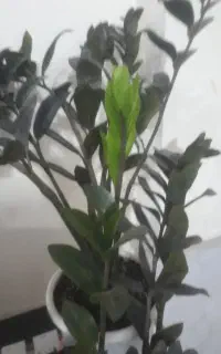 گلهای خانگی شاداب سرحال