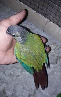 جوجه گرینچیک سرلاکی و دونخور