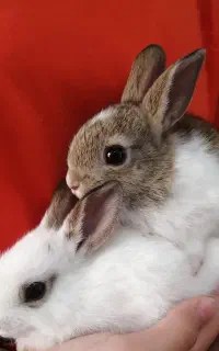 خرگوش