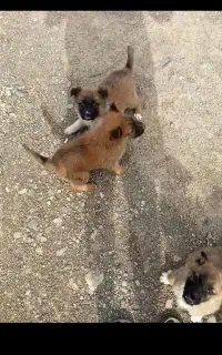 توله سگ کوچک