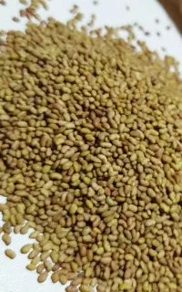 بذر طلای سبز