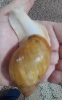 حلزون ۸ ماهه پیش مولد
