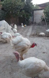 بوقلمون گوشتی