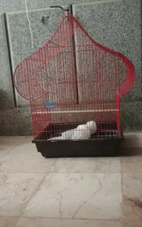 قفس طوطی