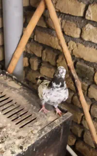 کفتر