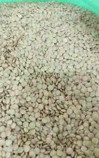 لپه عمده عدس عمده