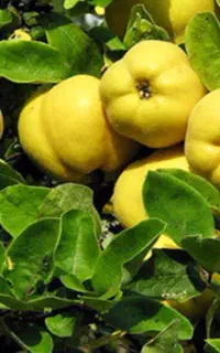 به‌ هات ریزه اینو بزن درشتشون کن