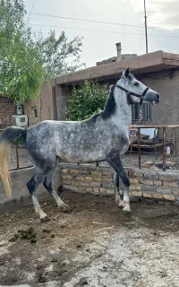 مادیان کره