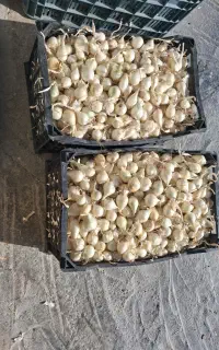 پیاز دیم حیدراباد