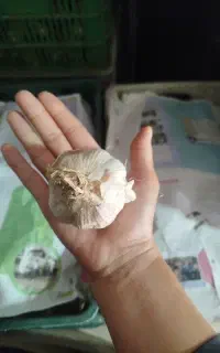 سیر محلی درجه یک