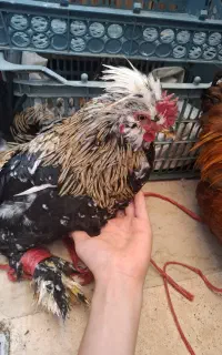 خروس