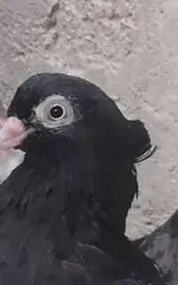 جفت زرد و چندتا ابادانی ماده