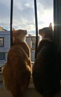 واگذاری گربه